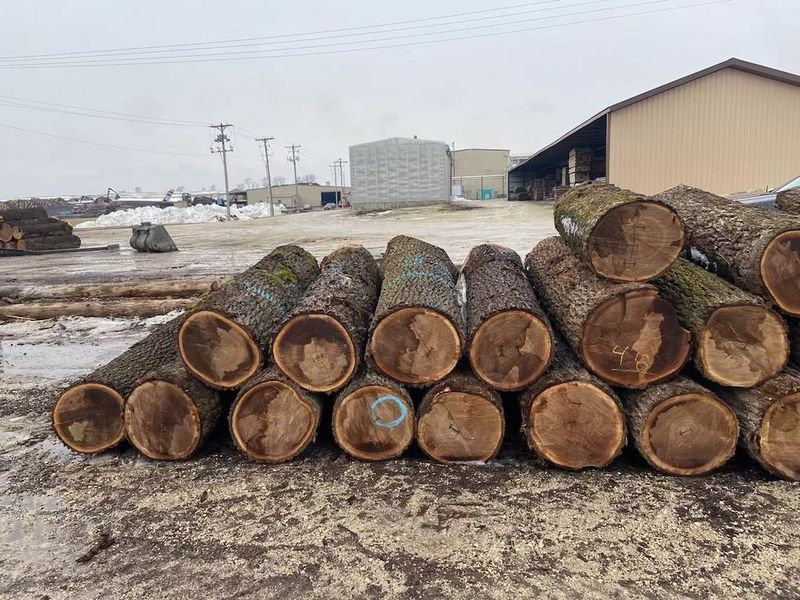 الصين Dongguan Yinghui Wood Industry Co., Ltd. ملف الشركة